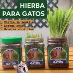Pack Rascador Triángulo Blanco + Hierba Natural Para Gatos - Imagen 5
