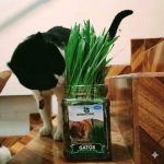 Pack Rascador Triángulo Blanco + Hierba Natural Para Gatos - Imagen 6