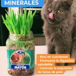 Hierba natural para gatos mejora digestión previene bola pelos - Imagen 5