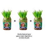 Pack 3 Hierba natural para gatos mejor digestión previene bola pelos