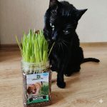 Hierba natural para gatos mejora digestión previene bola pelos - Imagen 4
