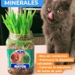 Pack 3 Hierba natural para gatos mejor digestión previene bola pelos - Imagen 6